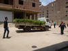 Camion de trèfle d’Alexandrie pénétrant dans le Caire. © Cirad, Annabelle Daburon