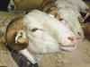 Rayolle Ewes may have horns. They are adapted to Southern France harsh conditions. © Cirad, Jean-Pierre Boutonnet