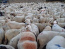 800 ewes in their night paddock. © Cirad, Jean-Pierre Boutonnet